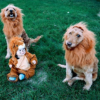 Sarah's dogs Rosie & Daisy